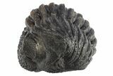 Perfectly Enrolled Drotops Trilobite - About Around #311189-2